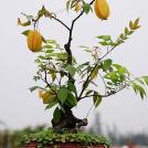 Фото Еще один фруктовый бонсай из карамболы (старфрут, звездный фрукт) из раздела /