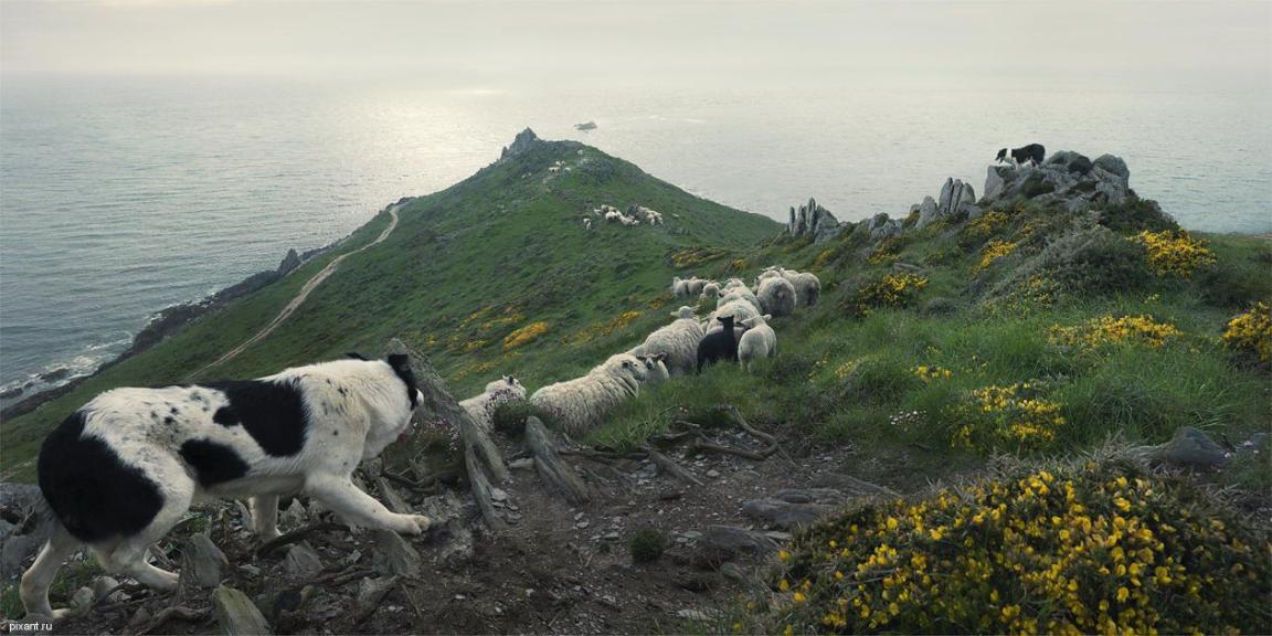Фото Креативный фотограф Тим Флэч и его животные (46 фото) из раздела  /