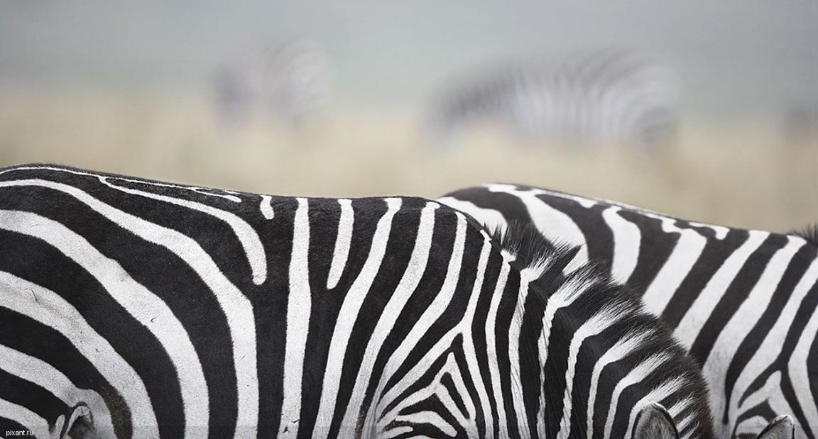 Фото Зебры Тима Флеча из раздела  /