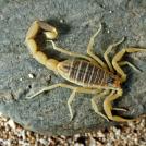 Фото Зачем некоторым животным нужен супер-яд? (15 фото) из раздела  /