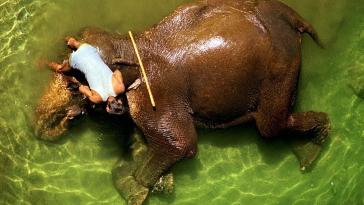 Фотоконкурс National Geographic: Животные