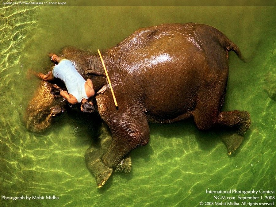 Фотоконкурс National Geographic: Животные