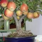 Карликовая яблонька со множеством крупных яблок