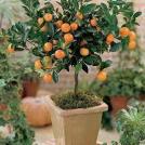 Карликовое дерево алычи