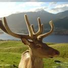 Красавец олень