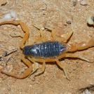 Leiurus quinquestriatus