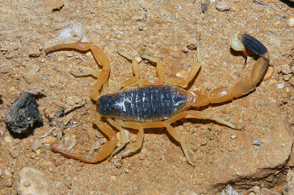 Leiurus quinquestriatus