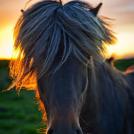 Лошадь на закате дня