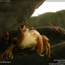 Лягушка в кактусе. Смотрит на тебя понимающе