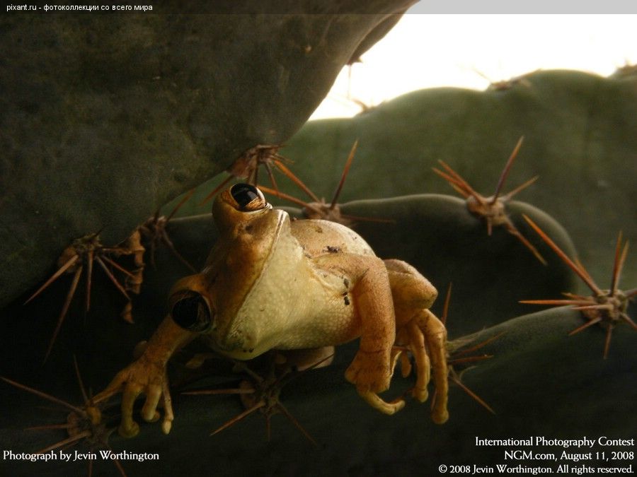 Лягушка в кактусе. Смотрит на тебя понимающе