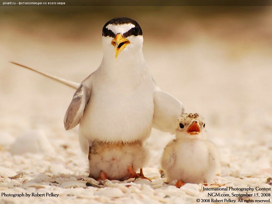 Мама и птенец