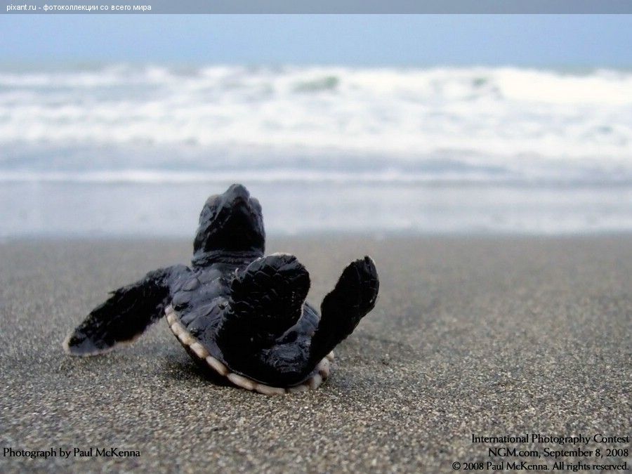 Морская черепашка на пляже