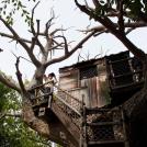 Оригинальные домики на деревьях (%%items%% фото)