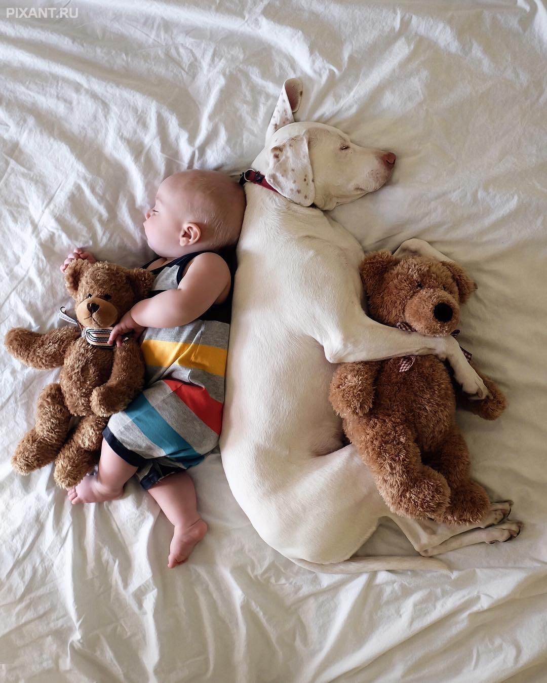 Спящие малыши и животные