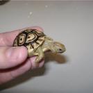 Размеры черепах