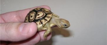 Размеры черепах