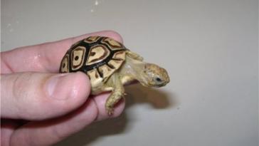 Размеры черепах