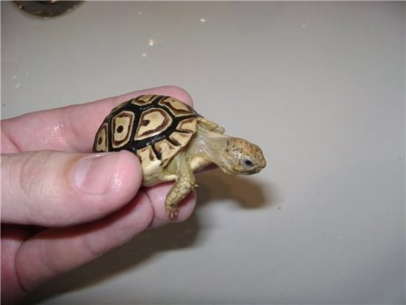 Размеры черепах