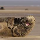 Ржущий морской котик