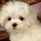 Самые декоративные собаки: Болонка (%%items%%  фото)