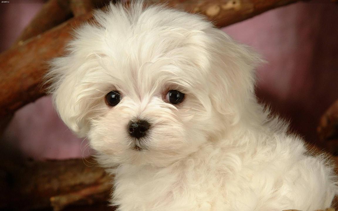 Самые декоративные собаки: Болонка (%%items%% фото)