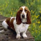 Самые охотничьи собаки: Бассет-хаунд (%%items%% фото)