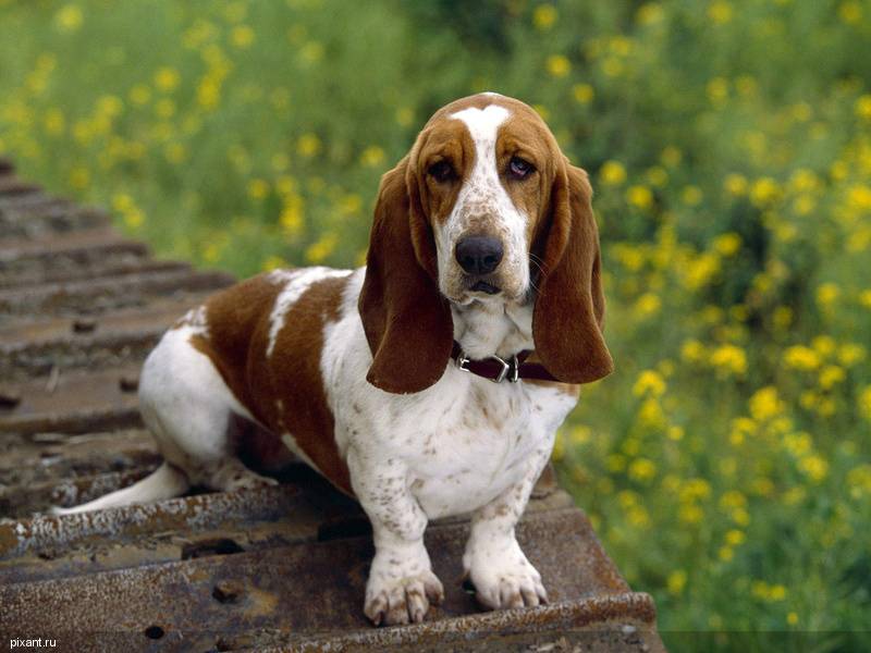 Самые охотничьи собаки: Бассет-хаунд (%%items%% фото)