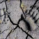 Следы хищника на потрескавшейся земле