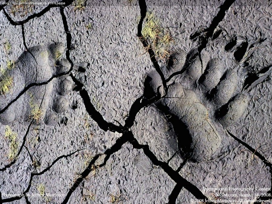 Следы хищника на потрескавшейся земле