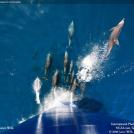 Стая дельфинов перед носом корабля