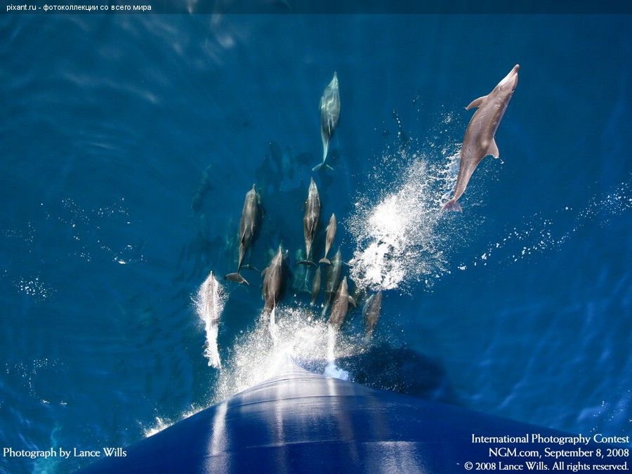 Стая дельфинов перед носом корабля