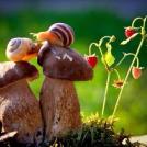 Странная жизнь улиток (%%items%%  фото)