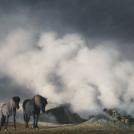 Тим Флеч: креативные фотографии лошадей (%%items%% фото)