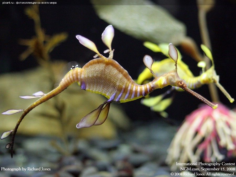 Удивительные подводные обитатели