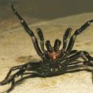 Воронковый паук