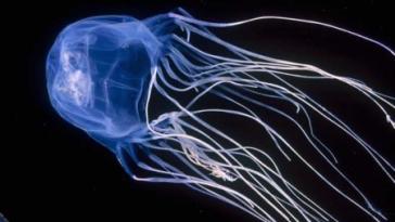 Зачем некоторым животным нужен супер-яд? (%%items%% фото)