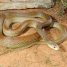 Жестокая змея