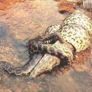 Фото Змеи душат свою жертву до потери пульса из раздела  /