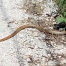 Фото Змеи обычно избегают человека из раздела /