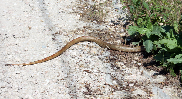 Фото Змеи обычно избегают человека из раздела  /