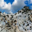 Фото Австралия I: самые опасные животные австралии из раздела /