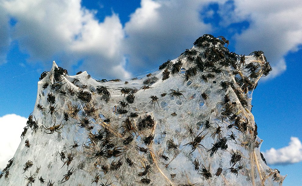 Фото Австралия I: самые опасные животные австралии из раздела  /