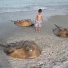 Фото Австралия II: Опасная природа из раздела  /