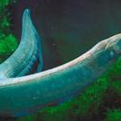 Фото Самые опасные хищники и их необычные охотничьи техники (часть 2) из раздела  /