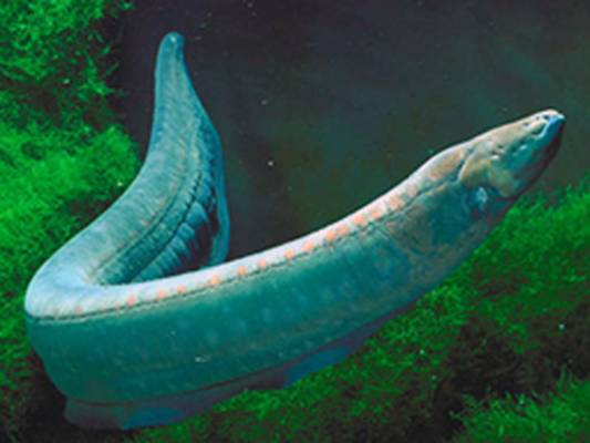 Фото Самые опасные хищники и их необычные охотничьи техники (часть 2) из раздела  /