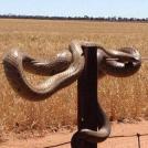 Фото Австралия I: самые опасные животные австралии из раздела  /