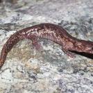 Фото Самые опасные хищники и их необычные охотничьи техники (часть 2) из раздела  /