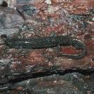 Фото Лазающая саламандра из раздела  /