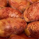 Фото Устрицы скалистых гор из раздела  /