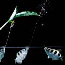 Фото Самые необычные хищники и их способы охоты (часть 3) из раздела  /